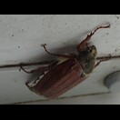 Maikäfer hatten wir lange nicht mehr gesehen